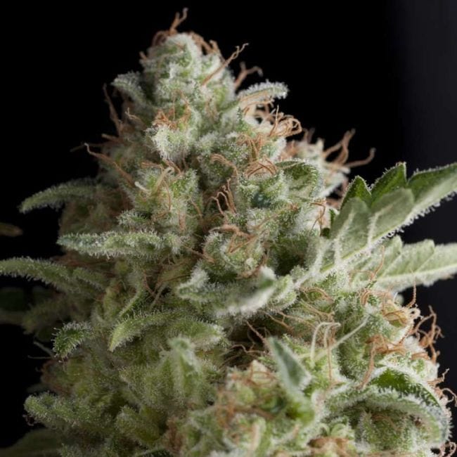 American Pie Feminised Seeds-PYR-AMP-FEM