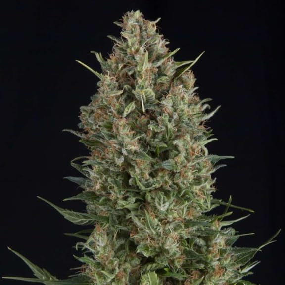 Wembley Feminised Seeds-PYR-WEM-FEM
