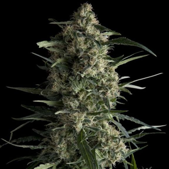 Galaxy Feminised Seeds-PYR-GAL-FEM