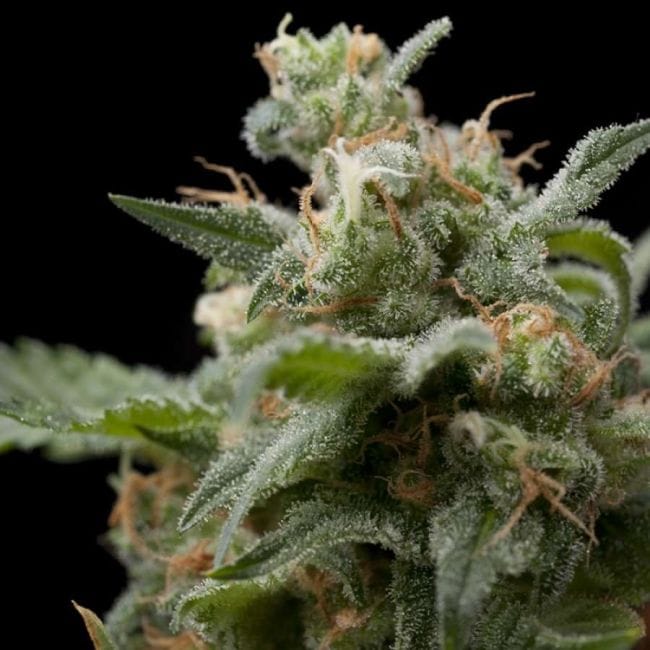 Super Hash Feminised Seeds-PYR-SUP-FEM