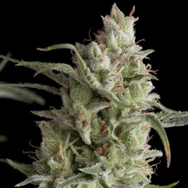 Super OG Kush Feminised Seeds-PYR-SOG-FEM
