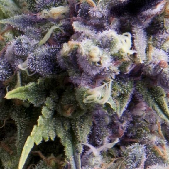 Purple Auto Feminised Seeds-PYR-PURP-AFEM
