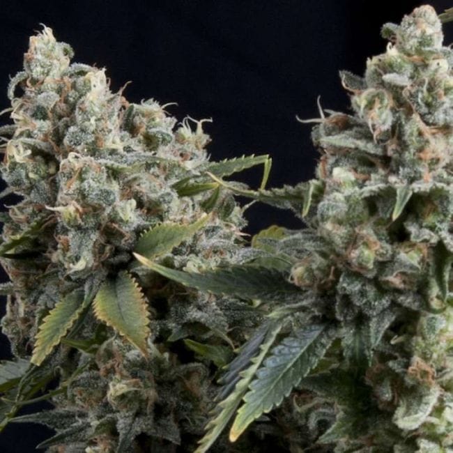 Tutankhamon Auto Feminised Seeds-PYR-TUT-AFEM