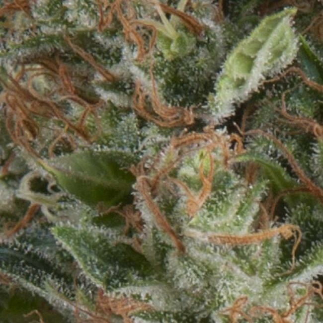 Wembley Auto Feminised Seeds-PYR-WEM-AFEM