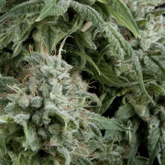 Northern Lights Auto Feminised Seeds-PYR-NL-AFEM