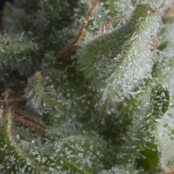 Shark Auto Feminised Seeds-PYR-SHA-AFEM