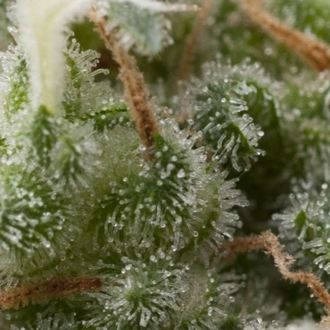 Super Hash Auto Feminised Seeds-PYR-SUP-AFEM