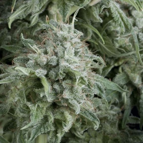 Anubis Auto Feminised Seeds-PYR-ANU-AFEM