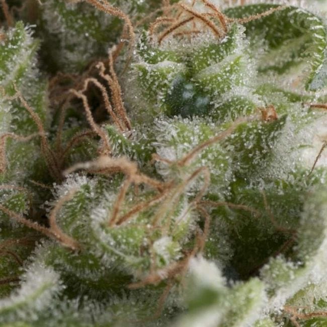 American Pie Auto Feminised Seeds-PYR-AMP-AFEM