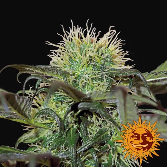 Bad Azz Kush Feminised Seeds-BFSBA
