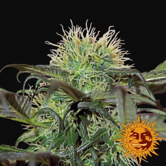 Bad Azz Kush Feminized Seeds-BFSBA