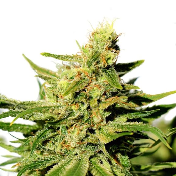 BCN Diesel CBD Feminised Seeds-KBBCNCBD