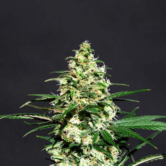 Amnesi - K Lemon Feminised Seeds-KBAMK