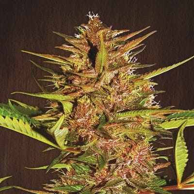 Pakistani Chitral Kush Feminised Seeds-ACEPCKFEM