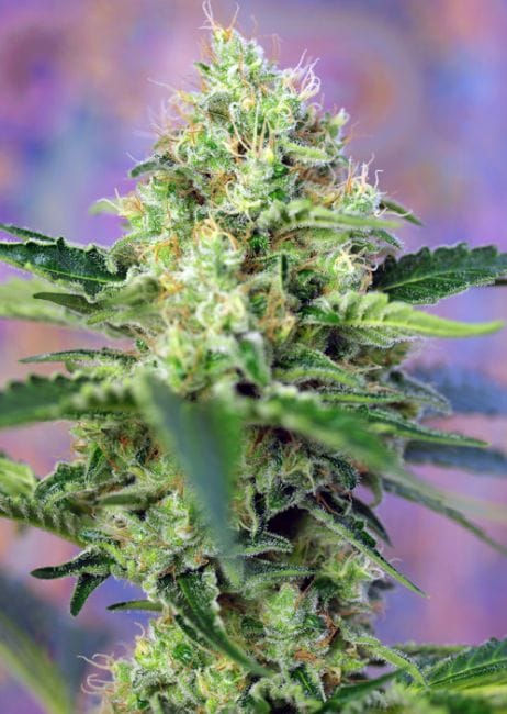 Crystal Candy Feminised Seeds-SS-CRYC-FEM
