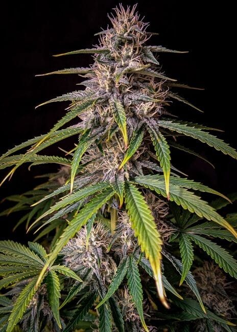 Alien Vs Triangle Auto Feminised Seeds-MEPH-ALVTRI-AUTO-FEM