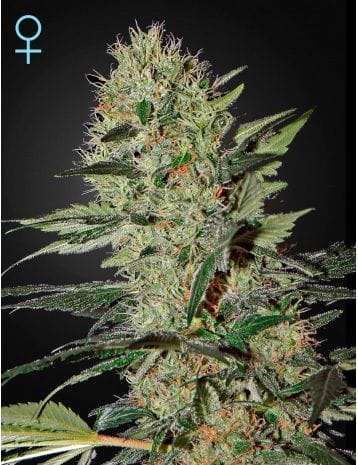 Exodus Cheese CBD Auto Feminised Seeds-GH-EXCH-AUTO-CBD