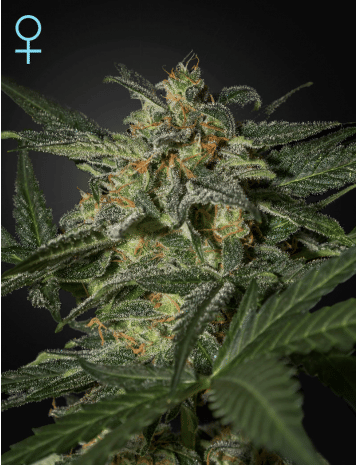 White Widow CBD Auto Feminised Seeds-GH-WW-AUTO-CBD