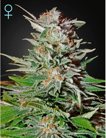 Super Lemon Haze CBD Auto Feminised Seeds-GH-SLH-AUTO-CBD