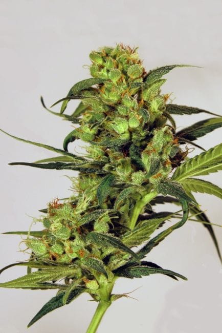 Spicy Bitch Feminised Seeds-EXO-SPB-FEM