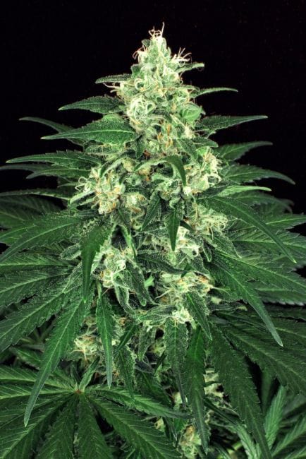 Lemon Candy Feminised Seeds-EXO-LEMC-FEM