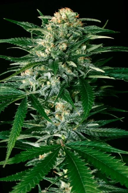 Gypsy Widow Feminised Seeds-EXO-GW-FEM