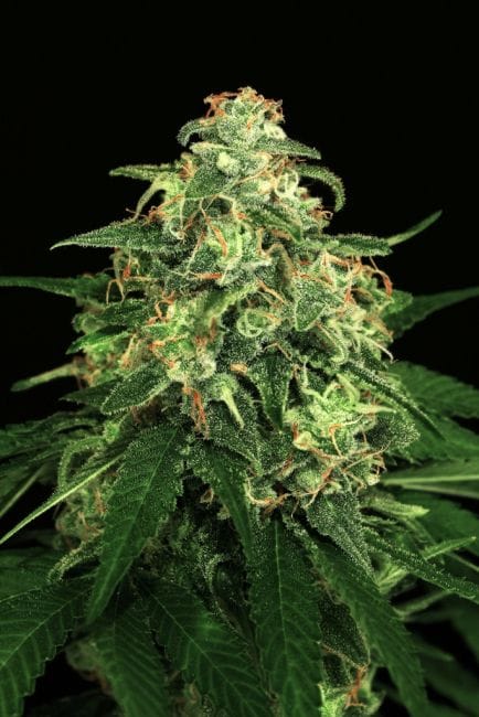 Mango Cream Regular Seeds-EXO-MC-REG