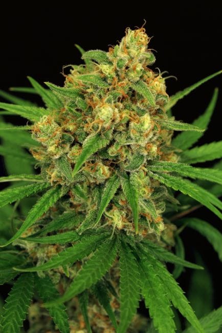 Tangerine Kush Regular Seeds-EXO-TANK-REG