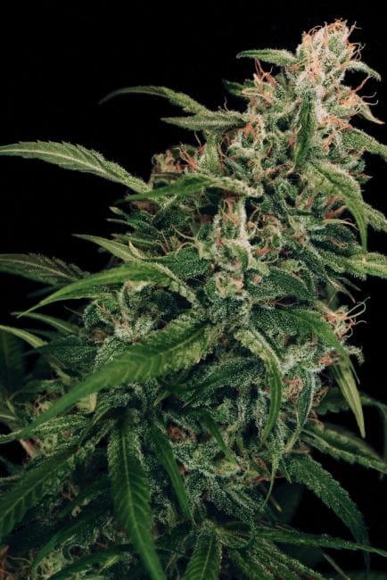 Spicy Bitch Regular Seeds-EXO-SPB-REG