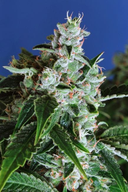 Sir Jack Auto Feminised Seeds-EXO-SIRJ-FEM-AUTO