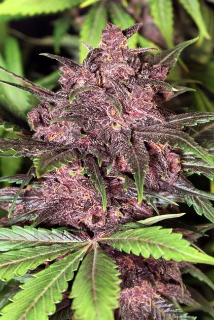 Black Haze Auto Feminised Seeds-EXO-BLH-FEM-AUTO