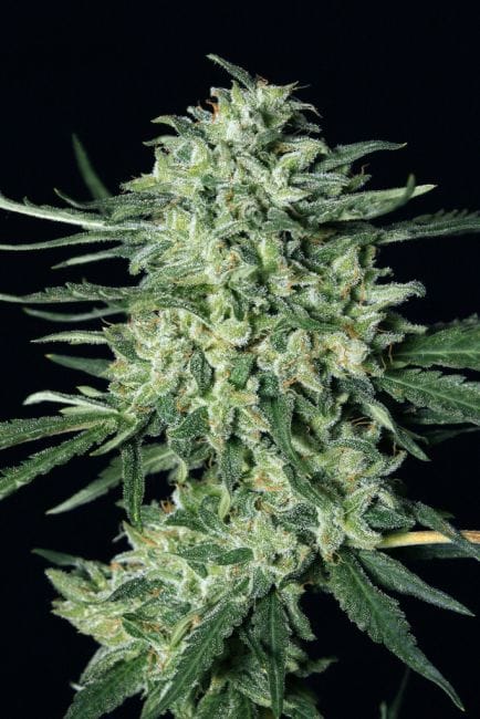 Quick Mass Feminised Seeds-EXO-QUICK-FEM