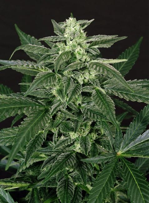 Triple A (AAA) Auto Feminised Seeds-EXO-AAA-FEM-AUTO