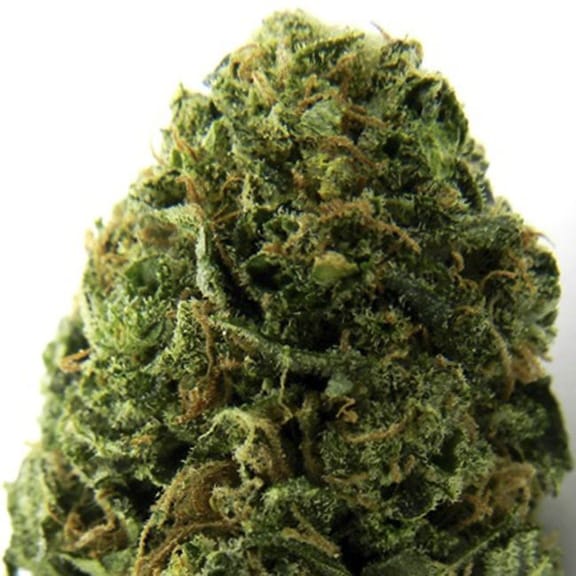 Massive Midget Auto Feminised Seeds-HWS-MM-AUTO-FEM