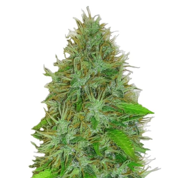 2 Fast 2 Vast Auto Feminised Seeds-HWS-2F2V-AUTO-FEM