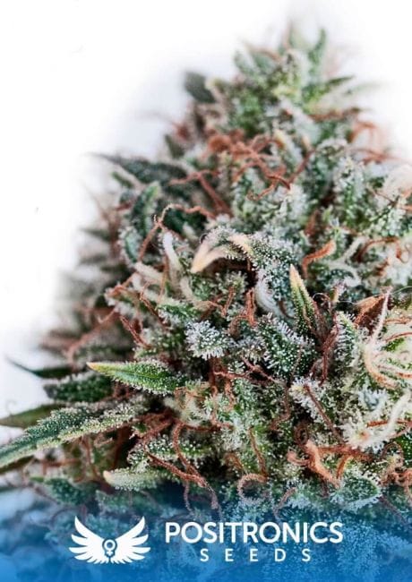 Critical 47 CBD Feminised Seeds-PS-CR47CBD