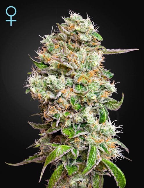 King's Kush CBD Auto Feminised Seeds-GH-KKSH-AUTO-CBD