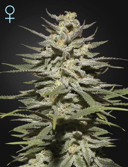Super Lemon Haze CBD Feminised Seeds-GHSLH-CBD