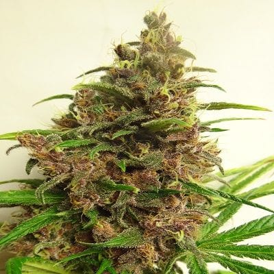 Malawi x PCK Regular Seeds-ACEMALPCKREG