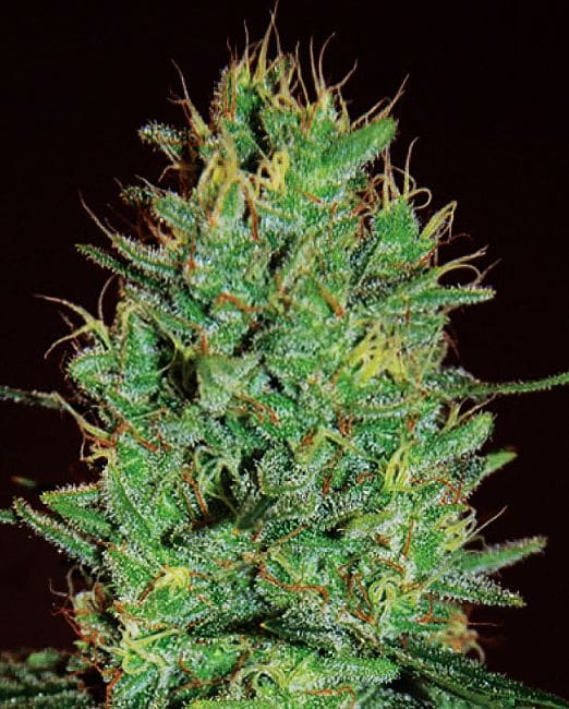 Amnesia Haze Feminised Seeds-EXP-AMHA-Fem