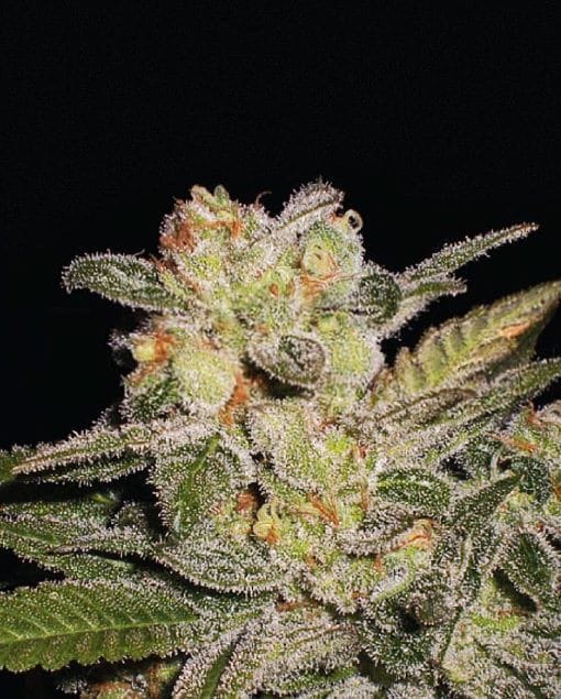 Northern Lights Auto Feminised Seeds-EXP-AUTO-NL-Fem
