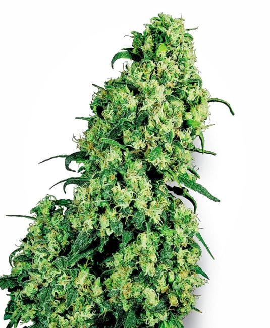 Skunk #1 Feminised Seeds-WHITE-SK1-Fem