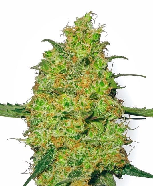 Master Kush Feminised Seeds-WHITE-MK-Fem