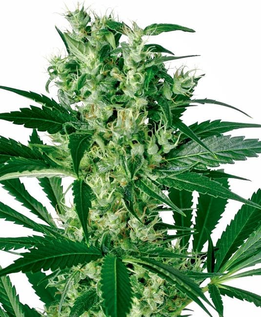 X - Haze Feminised Seeds-WHITE-XHAZ-Fem