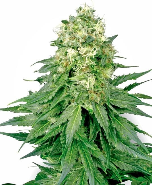 White Widow Feminised Seeds-WHITE-WW-Fem