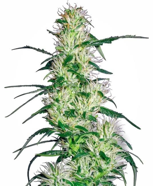 Purple Haze Feminised Seeds-WHITE-PHAZ-Fem