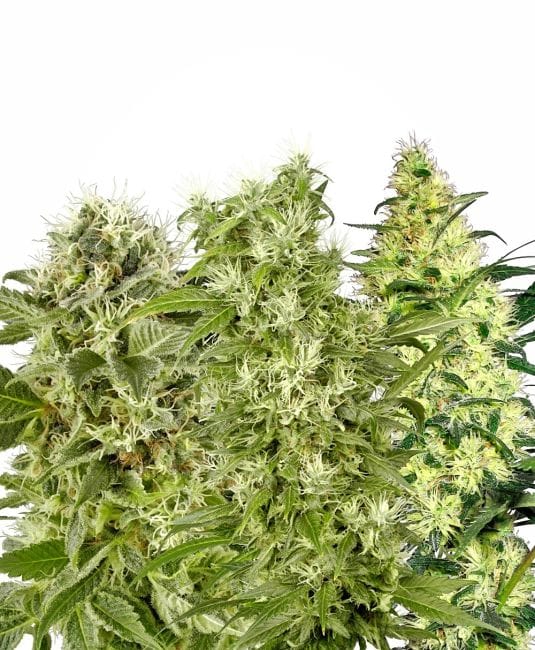 Female Mix Feminised Seeds-WHITE-MIX-Fem