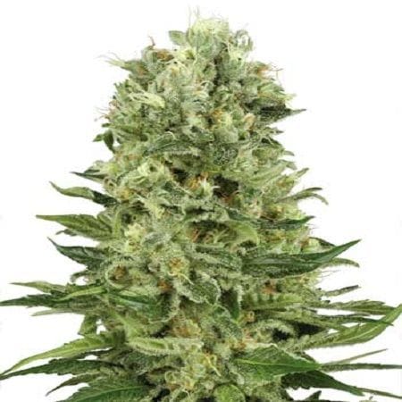 Skunk #1 Auto Feminised Seeds-WHITE-AUTO-SK1-Fem