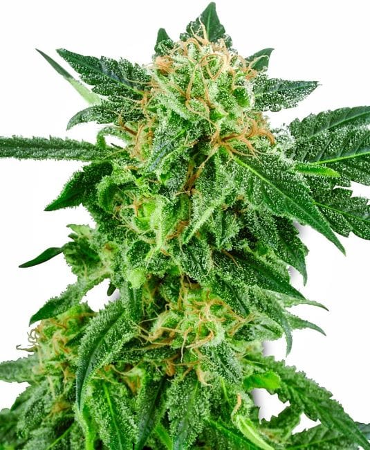 Snow Ryder Auto Feminised Seeds-WHITE-AUTO-SNRY-Fem