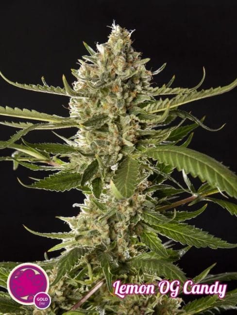 Lemon OG Candy Feminised Seeds-PHIL-LOGC-FEM